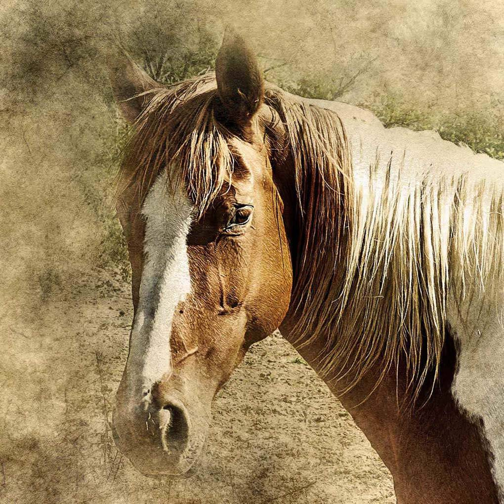 Фотообои Грустный конь