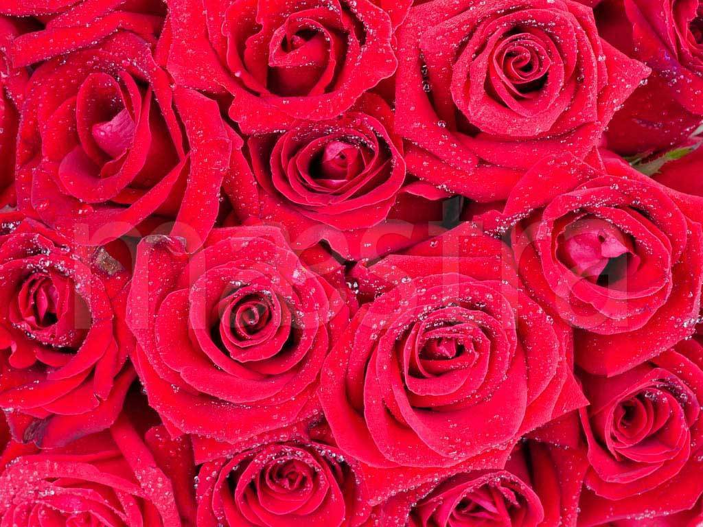 Фотообои Красные розы прекрасные