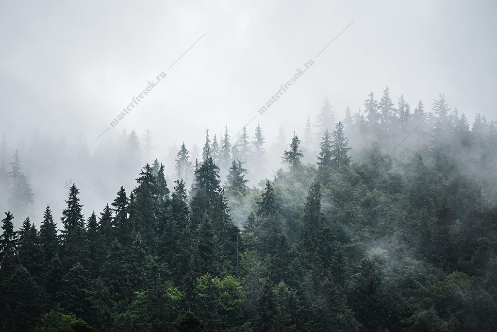 Фотообои лес туманный утром